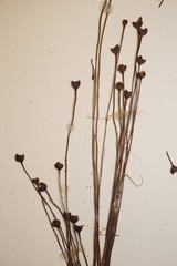 Utricularia resupinata