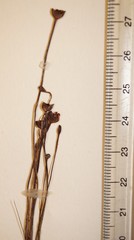 Utricularia resupinata