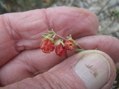 Hermannia diversistipula diversistipula