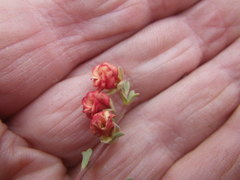 Hermannia diversistipula diversistipula