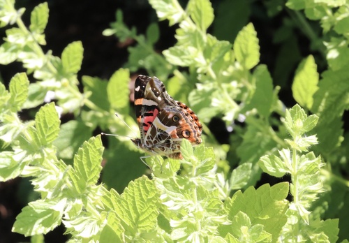 Photo of Chilean Lady (Vanessa terpsichore)