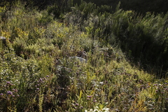 Pseudoselago verbenacea