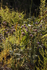 Pseudoselago verbenacea