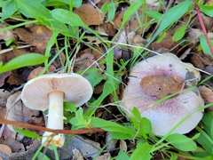 Agaricus kerriganii