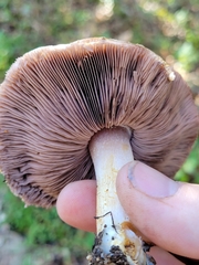 Agaricus kerriganii
