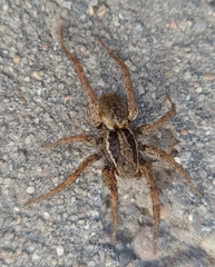 Trochosa niveopilosa