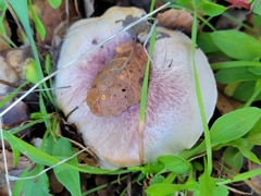 Agaricus kerriganii