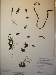 Utricularia purpurea