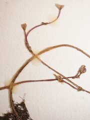 Utricularia purpurea