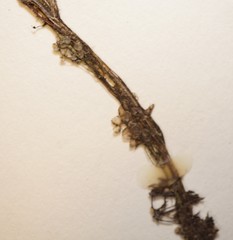 Utricularia purpurea