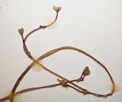 Utricularia purpurea