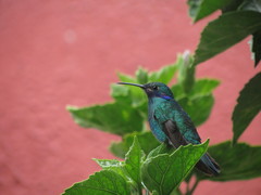 Colibri coruscans