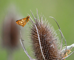 Carterocephalus skada