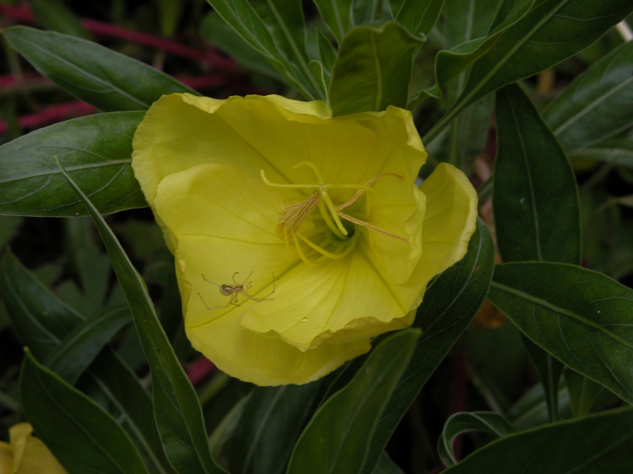 Oenothera macrocarpa