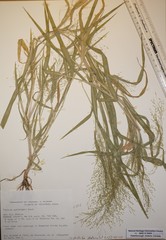Panicum gattingeri