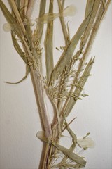 Panicum gattingeri