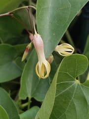 Riocreuxia polyantha