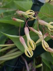 Riocreuxia polyantha