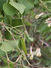 Riocreuxia polyantha