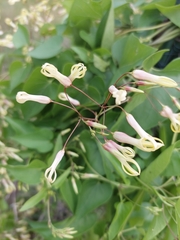 Riocreuxia polyantha