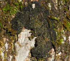 Enchylium conglomeratum