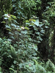 Mallotus paniculatus formosanus