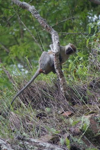 Reddish-green Vervet Monkey