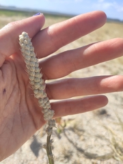 Pterocaulon lorentzii