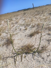 Pterocaulon lorentzii