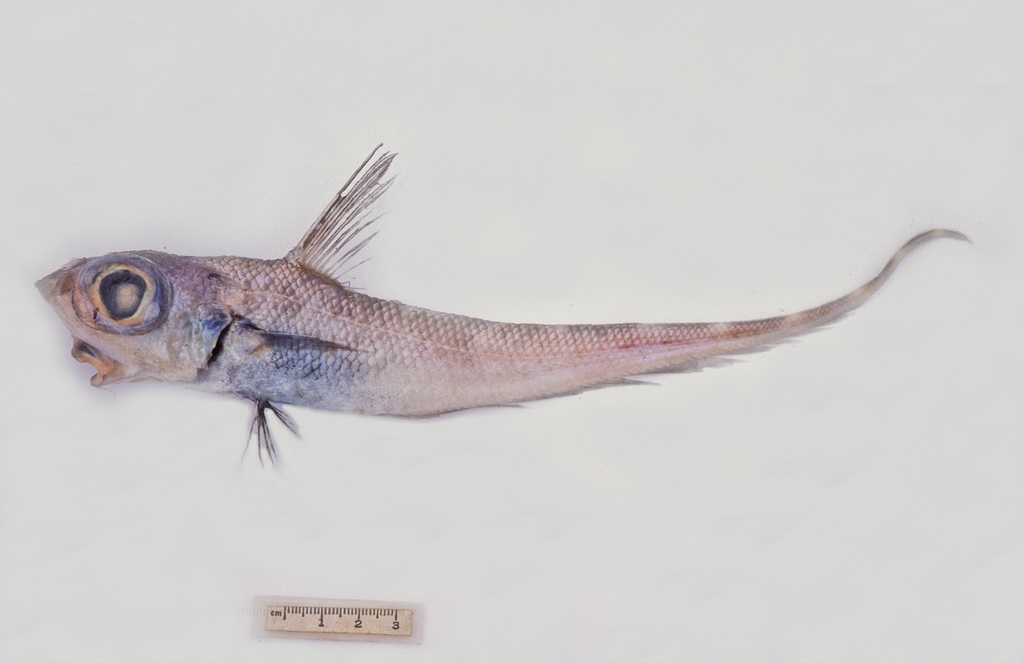 Little Whiptail