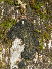 Enchylium conglomeratum