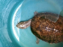 Phrynops geoffroanus