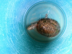Phrynops geoffroanus