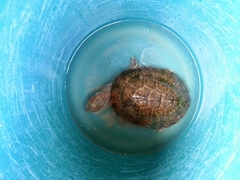Phrynops geoffroanus
