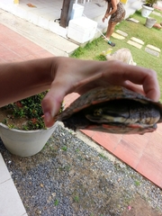 Phrynops geoffroanus