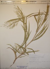 Panicum gattingeri