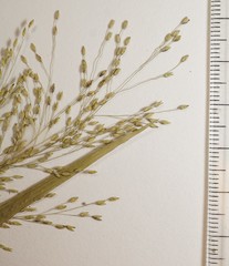 Panicum gattingeri