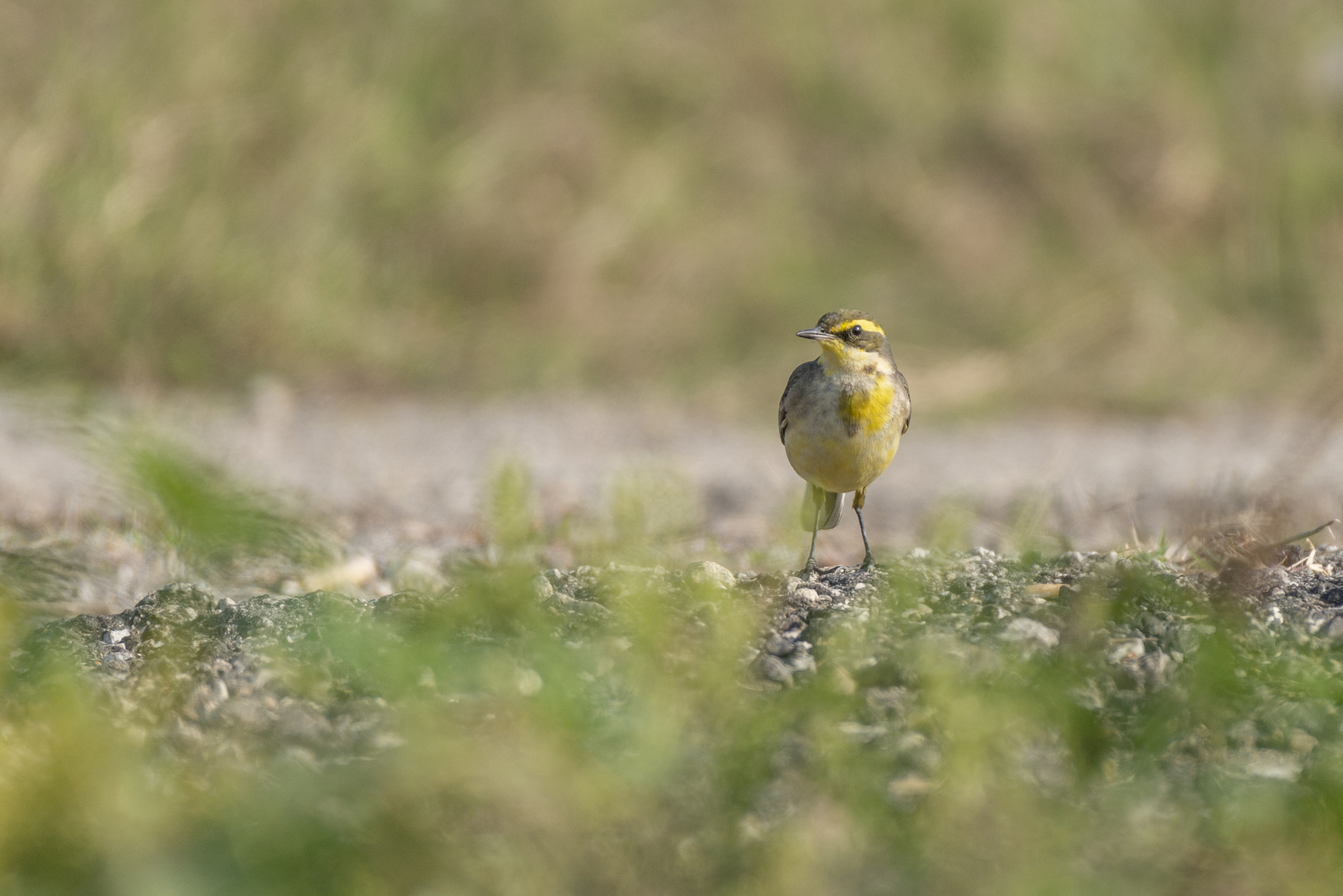 Eastern Yellow Wagtail