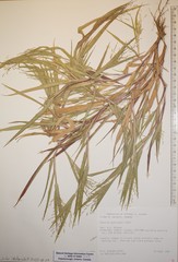 Panicum gattingeri