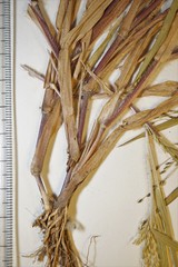Panicum gattingeri