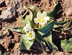 Ornithogalum lanceolatum