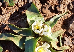 Ornithogalum lanceolatum