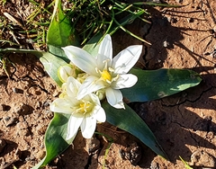 Ornithogalum lanceolatum