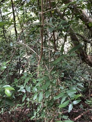 Benkara sinensis