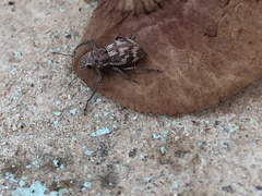 Parapantomorus fluctuosus