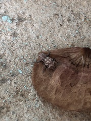 Parapantomorus fluctuosus