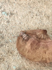 Parapantomorus fluctuosus