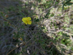 Helianthemum stipulatum