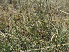 Psoralea alata