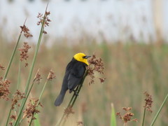 Chrysomus icterocephalus